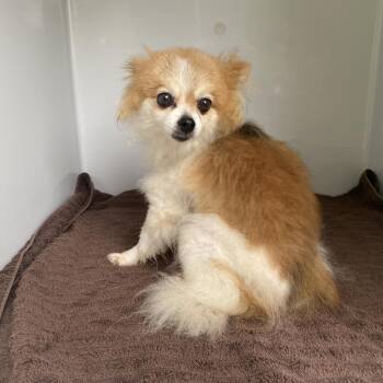 Bonnie -  Mixed Breed Dog for Adoption in Chattanooga, Tennessee - Bonnie | PetCurious