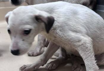 Pit Bull Terrier and Mixed Breed Dogs Available for Adoption - Hayley | PetCurious