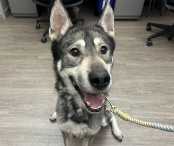ROVER -  Siberian Husky and Mixed Breed Dog for Adoption in Martinez, California - ROVER | PetCurious
