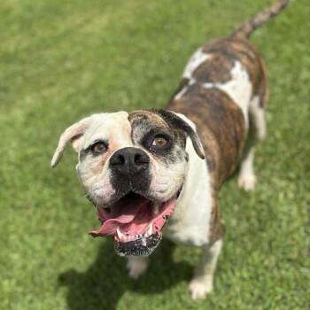 Rescue Mixed Breed Dogs for Adoption in Myrtle Beach, South Carolina - Zoomie | PetCurious