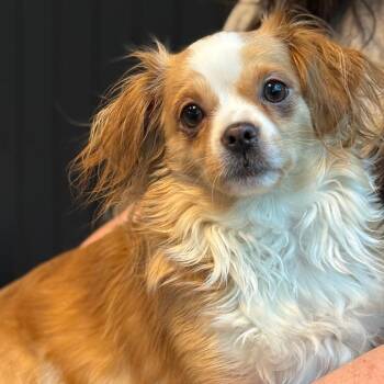 Elle 22789 -  Cavalier King Charles Spaniel and Chihuahua Dog for Adoption in Cumming, Georgia - Elle 22789 | PetCurious