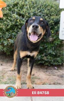 Eli -  Black And Tan Coonhound Dog for Adoption in Mobile, Alabama - Eli | PetCurious
