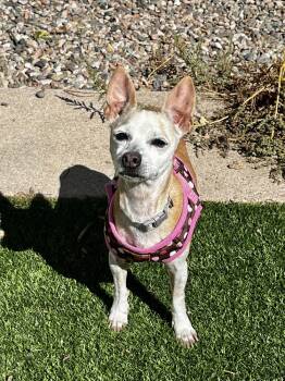 Rescue Chihuahua Dogs for Adoption in Colorado Springs, Colorado - Granny Shark | PetCurious