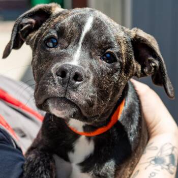 Warren G -  Mixed Breed Dog for Adoption in Kennebunk, Maine - Warren G | PetCurious