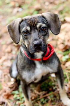 Rescue Beagle Dogs for Adoption in Sanford, North Carolina - Colonel | PetCurious