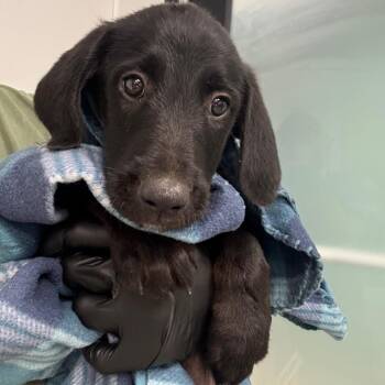 Triss -  Labrador Retriever and Mixed Breed Dog for Adoption in Abilene, Texas - Triss | PetCurious