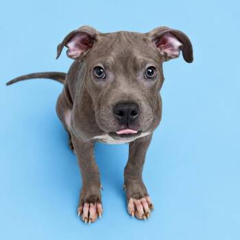 Mixed Breed Dogs Available for Adoption in Rockville, Maryland - Silas | PetCurious