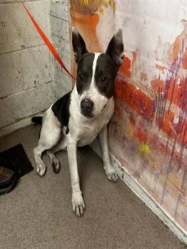 MIRAZ -  Pit Bull Terrier and Mixed Breed Dog for Adoption in San Bernardino, California - MIRAZ | PetCurious