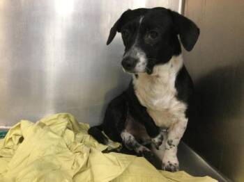 SKIPPER -  Rat Terrier and Chihuahua Dog for Adoption in Thousand Palms, California - SKIPPER | PetCurious