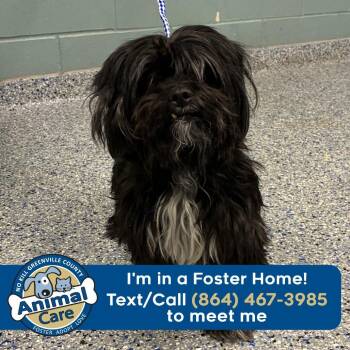 Shih Tzu Dogs Available for Adoption - Wisdom | PetCurious