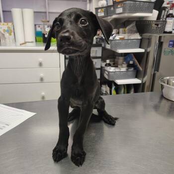 Lucy -  Black Labrador Retriever and Mixed Breed Dog for Adoption in Vieques, Vieques - Lucy | PetCurious