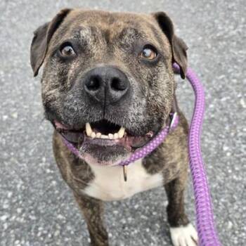 Mixed Breed Dogs Available for Adoption - Gemini | PetCurious