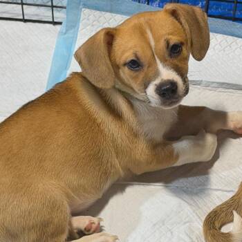 Clawdia Jean -  American Staffordshire Terrier and Jack Russell Terrier Dog for Adoption in Rockville, Maryland - Clawdia Jean | PetCurious