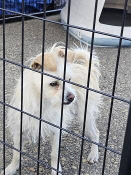 Border Terrier and Mixed Breed Dogs Available for Adoption in Leadville, Colorado - Chester | PetCurious