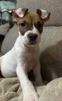 Pit Bull Terrier Dogs Available for Adoption in Evergreen, Colorado - Elliott | PetCurious