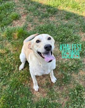 Labrador Retriever and Golden Retriever Dogs Available for Adoption - Khaleesi | PetCurious