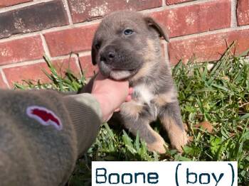Shar Pei and Husky Dogs Available for Adoption - Boone | PetCurious