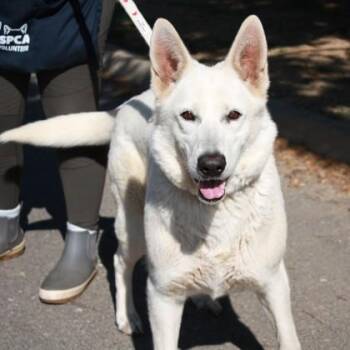 German Shepherd Dog and Mixed Breed Dogs Available for Adoption in Richmond, Virginia - Josie | PetCurious