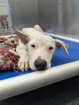 Rescue Pit Bull Terrier and Mixed Breed Dogs for Adoption in Dallas, Texas - VEEVO | PetCurious