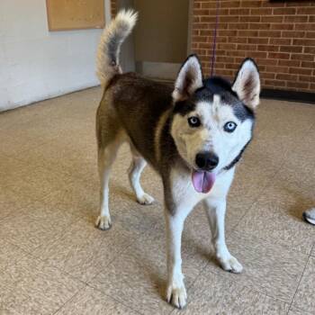 Jonas -  Husky Dog for Adoption in Birmingham, Alabama - Jonas | PetCurious
