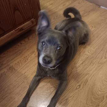 American Eskimo Dog Dogs Available for Adoption in Blue Springs, Missouri - Goose | PetCurious