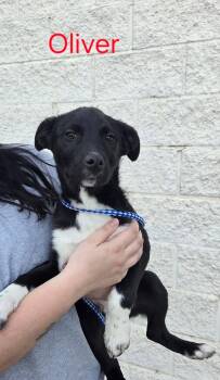 Border Collie Dogs Available for Adoption in Baker City, Oregon - Oliver | PetCurious