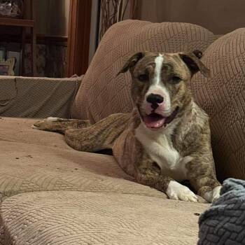 Lily -  Mixed Breed Dog for Adoption in Tunica, Mississippi - Lily | PetCurious