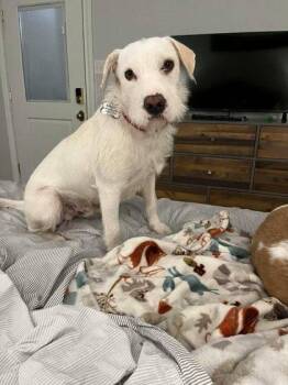 Stanley -  Labrador Retriever and Schnauzer Dog for Adoption in Morton Grove, Illinois - Stanley | PetCurious