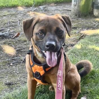 Rescue Hound and Mixed Breed Dogs for Adoption in San Francisco, California - Frankie | PetCurious