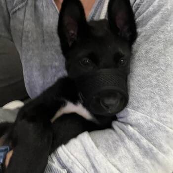 Labrador Retriever and Shepherd Dogs Available for Adoption in San Diego, California - Kellen - (Medical) | PetCurious