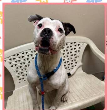 Pit Bull Terrier Dogs Available for Adoption in Quincy, California - Samuel | PetCurious