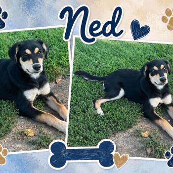 Ned -  Labrador Retriever and Hound Dog for Adoption in Wadena, Minnesota - Ned | PetCurious