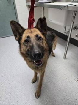 Elsinore -  German Shepherd Dog Dog for Adoption in Oakland, California - Elsinore | PetCurious