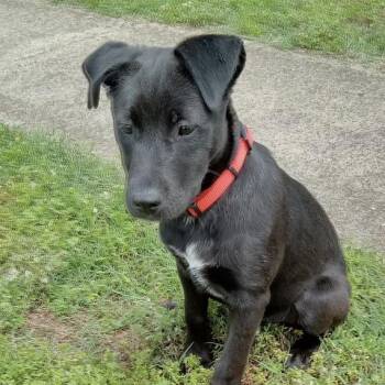 Labrador Retriever and Boxer Dogs Available for Adoption in Andover, Massachusetts - Nina Lively | PetCurious