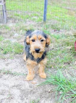 GRETTA -  Wirehaired Terrier and Dachshund Dog for Adoption in Fosters, Alabama - GRETTA | PetCurious