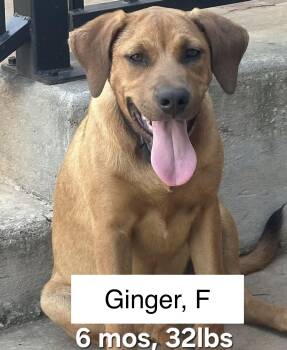 Ginger -  Labrador Retriever and Shepherd Dog for Adoption in Parma, Ohio - Ginger | PetCurious