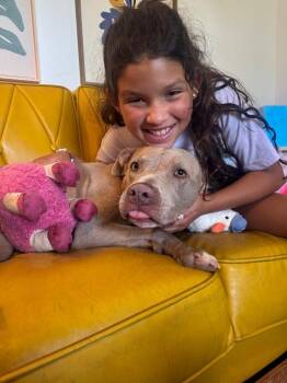Rumi Cutie the Total Sweetheart -  Pit Bull Terrier Dog for Adoption in Friendswood, Texas - Rumi Cutie The Total Sweetheart | PetCurious
