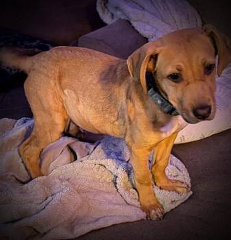 Mixed Breed Dogs Available for Adoption in Klamath Falls, Oregon - Eric Foreman | PetCurious