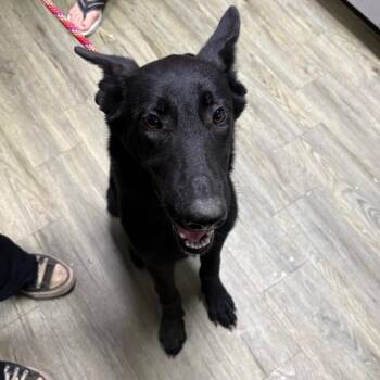 Hecate -  Mixed Breed Dog for Adoption in Summerville, South Carolina - Hecate | PetCurious