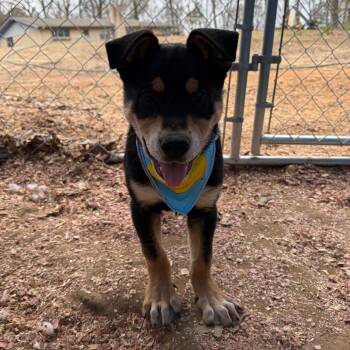 Hound Dogs Available for Adoption - Bean | PetCurious