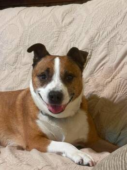 Suzie -  Black Mouth Cur and Boxer Dog for Adoption in Humble, Texas - Suzie | PetCurious