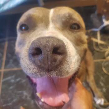 Rescue Pit Bull Terrier Dogs for Adoption in Kempner, Texas - Princess | PetCurious