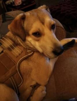 Tucker -  Beagle and Coonhound Dog for Adoption in Maryville, Tennessee - Tucker | PetCurious
