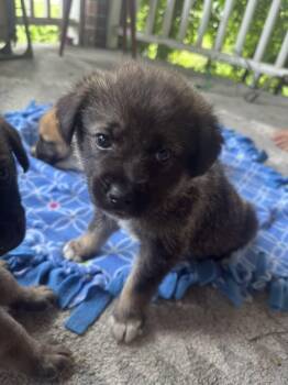 Obi -  Shepherd and Husky Dog for Adoption in Woodstock, Ontario - Obi | PetCurious