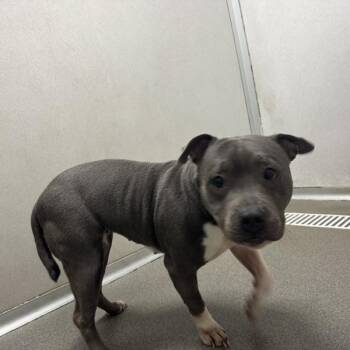 Chichi -  American Staffordshire Terrier Dog for Adoption in Des Moines, Iowa - Chichi | PetCurious