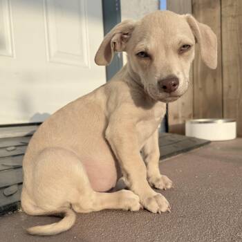 Baked Ziti -  Dachshund and Chihuahua Dog for Adoption in Los Angeles, California - Baked Ziti | PetCurious