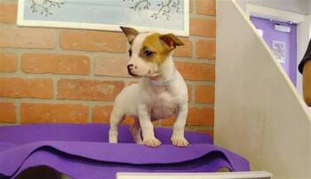 A2091668 -  Chihuahua and Mixed Breed Dog for Adoption in Houston, Texas - A2091668 | PetCurious