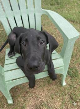Rescue Great Dane Dogs for Adoption in Neosho, Missouri - Hamlet | PetCurious