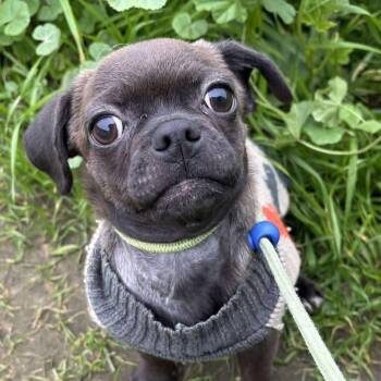 Pug Dogs Available for Adoption - Biggie | PetCurious