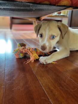 Chihuahua and Husky Dogs Available for Adoption in Missouri City, Texas - Evangeline MD14350-T | PetCurious